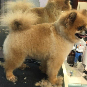 Photo №2 to announcement № 3922 for the sale of pomeranian - buy in Ukraine private announcement