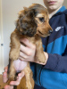 Photo №3. long-haired miniature dachshund. United States