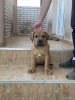 Photo №1. boerboel - for sale in the city of Москва | negotiated | Announcement № 19470