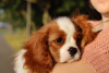 Photo №2 to announcement № 50678 for the sale of cavalier king charles spaniel - buy in Russian Federation breeder