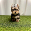 Photo №2 to announcement № 110528 for the sale of yorkshire terrier - buy in United States private announcement, breeder