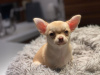 Additional photos: Golden boy chihuahua