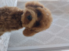 Photo №2. Mating service poodle (toy). Price - negotiated