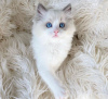 Photo №1. ragdoll - for sale in the city of Denver | 350$ | Announcement № 104317