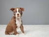 Photo №3. Boston Terrier Puppies. Finland