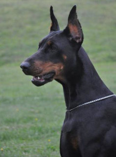 Photo №2 to announcement № 1128 for the sale of dobermann - buy in Russian Federation from nursery