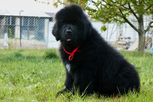 Photo №2 to announcement № 7109 for the sale of newfoundland dog - buy in Ukraine from nursery, breeder