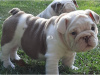 Photo №2 to announcement № 78761 for the sale of english bulldog - buy in Finland from the shelter, breeder