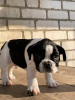 Photo №4. I will sell french bulldog in the city of Лукоянов. private announcement - price - 195$