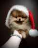 Photo №1. pomeranian - for sale in the city of Minsk | negotiated | Announcement № 84407