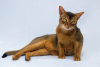 Photo №1. abyssinian cat - for sale in the city of Москва | Is free | Announcement № 66403