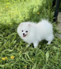 Photo №4. I will sell  in the city of Riga. breeder - price - 1040$