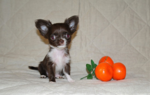 Photo №2 to announcement № 1247 for the sale of chihuahua - buy in Russian Federation private announcement