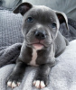 Photo №2 to announcement № 120707 for the sale of staffordshire bull terrier - buy in Lithuania private announcement