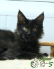 Photo №1. maine coon - for sale in the city of St. Petersburg | 552$ | Announcement № 22510