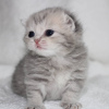Photo №1. scottish fold - for sale in the city of Шымкент | negotiated | Announcement № 10547