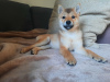 Photo №3. Shiba female for sale. Poland