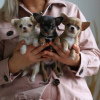 Photo №2 to announcement № 124060 for the sale of chihuahua - buy in United States private announcement