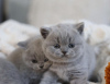 Photo №2 to announcement № 122947 for the sale of british shorthair - buy in United States private announcement