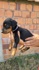 Photo №2 to announcement № 120299 for the sale of dobermann - buy in Serbia 