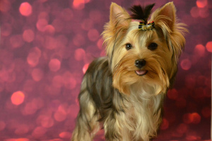 Photo №1. yorkshire terrier - for sale in the city of Balakovo | 966$ | Announcement № 4487