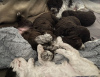 Additional photos: Lagotto Romagnolo puppies