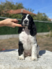 Photo №3. English springer spaniel with FCI pedigree. Bulgaria