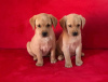 Photo №1. labrador retriever - for sale in the city of Bucharest | 317$ | Announcement № 70068