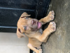 Additional photos: Home trained Boerboel puppies available now