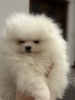 Photo №1. pomeranian - for sale in the city of Kassel | negotiated | Announcement № 37321