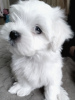 Photo №1. maltese dog - for sale in the city of Krasnodar | 716$ | Announcement № 41065