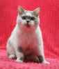 Photo №4. I will sell british shorthair in the city of Magnitogorsk. from nursery - price - negotiated