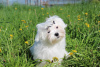 Photo №1. maltese dog - for sale in the city of Voronezh | negotiated | Announcement № 51129
