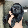 Photo №3. SHIH TZU PUPPIES FOR SALE. United States