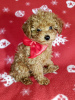 Photo №1. poodle (toy) - for sale in the city of Korolev | 1106$ | Announcement № 94009