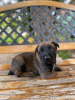 Additional photos: Belgian Shepherd puppies