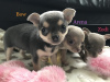 Photo №1. chihuahua - for sale in the city of Москва | Is free | Announcement № 34507