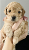 Photo №1. non-pedigree dogs - for sale in the city of Munich | 370$ | Announcement № 107543