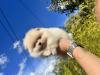 Additional photos: spitz puppies