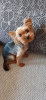 Photo №1. Mating service - breed: yorkshire terrier. Price - 11$