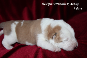 Additional photos: Gorgeous Central Asian Shepherd Puppy