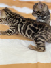 Additional photos: Urgently selling cute bengal kittens