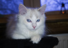 Photo №3. Ragdoll from Champions with WCF documents. Russian Federation