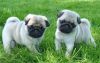 Photo №3. Pug puppies for sale. Germany