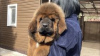 Photo №1. tibetan mastiff - for sale in the city of Samara | negotiated | Announcement № 10236
