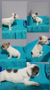 Photo №2 to announcement № 118847 for the sale of french bulldog - buy in Serbia private announcement