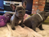 Photo №2 to announcement № 109163 for the sale of french bulldog - buy in Germany private announcement