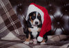Photo №2 to announcement № 30255 for the sale of bernese mountain dog - buy in Russian Federation breeder