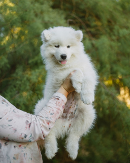 Additional photos: Samoyed. The boys