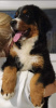 Photo №2 to announcement № 115212 for the sale of bernese mountain dog - buy in Serbia 